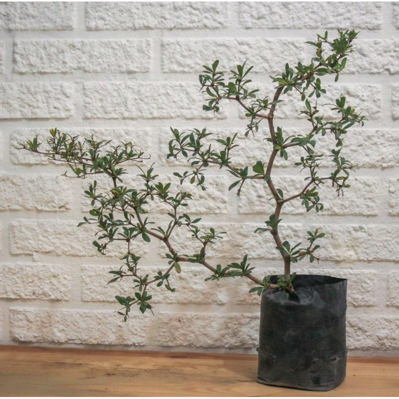 Black Olive Bucida Spinosa Bahan Bonsai