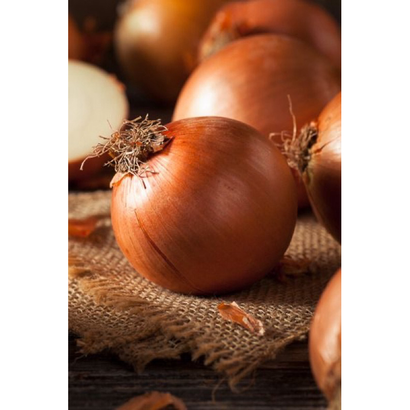 

Bawang Bombay | Onion Berkualitas Murah Segar Besar