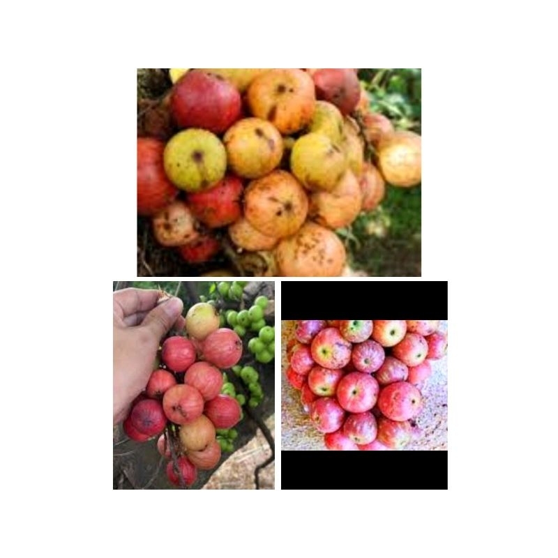 

Buah kondang segar 500gr