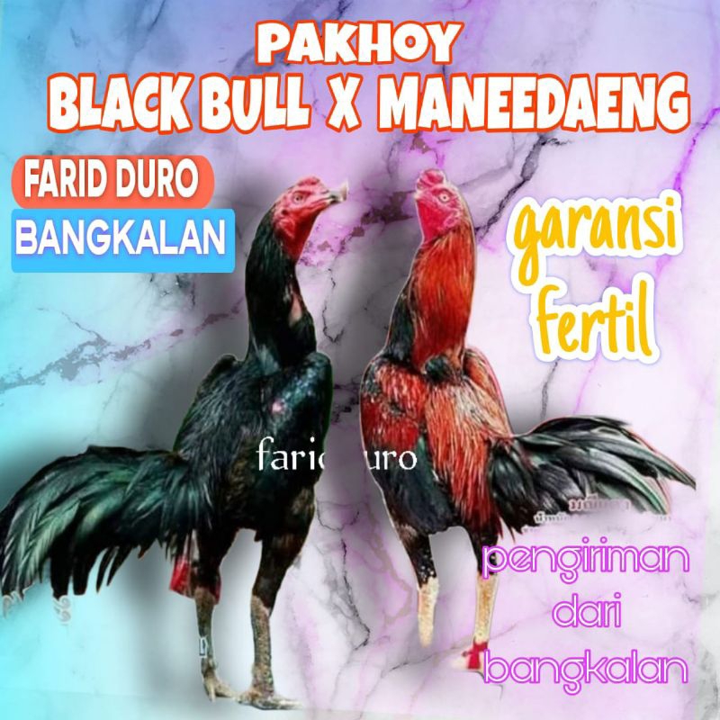 

Telur fertil pakhoy trah maneedaeng x blackbull x black rose x durian x payabod x jimmywhite x 17yok / khoyngon garansi fertil