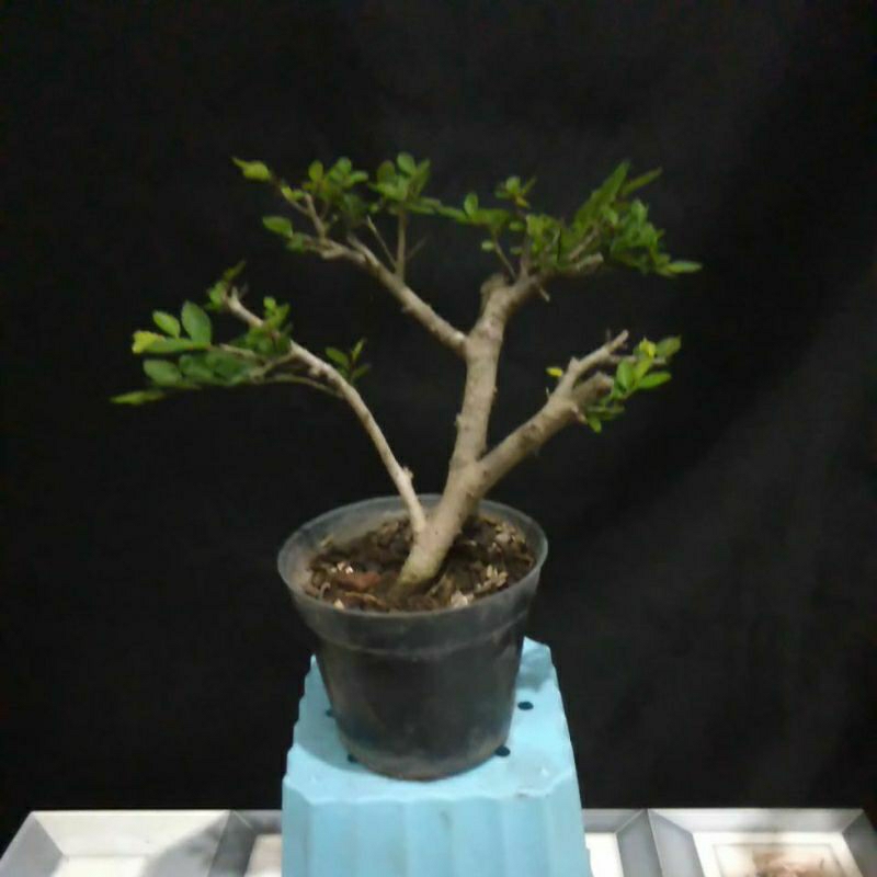 bonsai ulmus