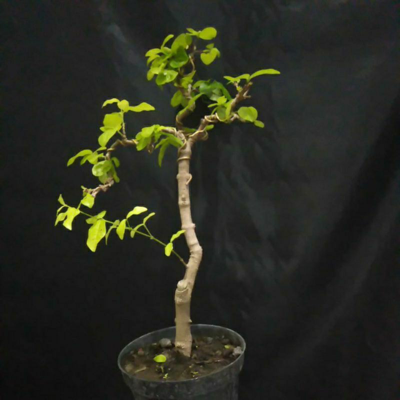 bonsai sianci