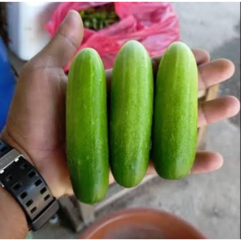 

TIMUN BABY TIMUN MINI 1KG