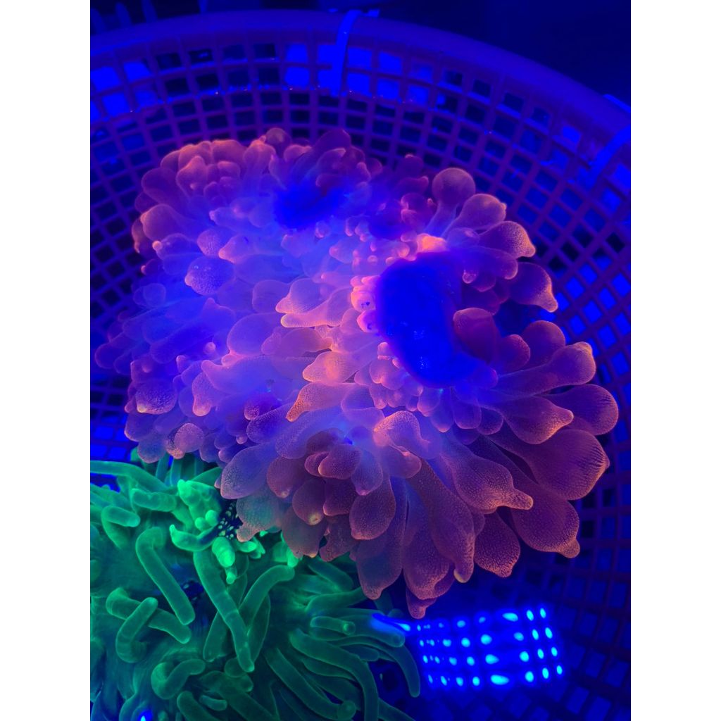 Anemon Jagung Merah / Red Bubble Tip Anemone