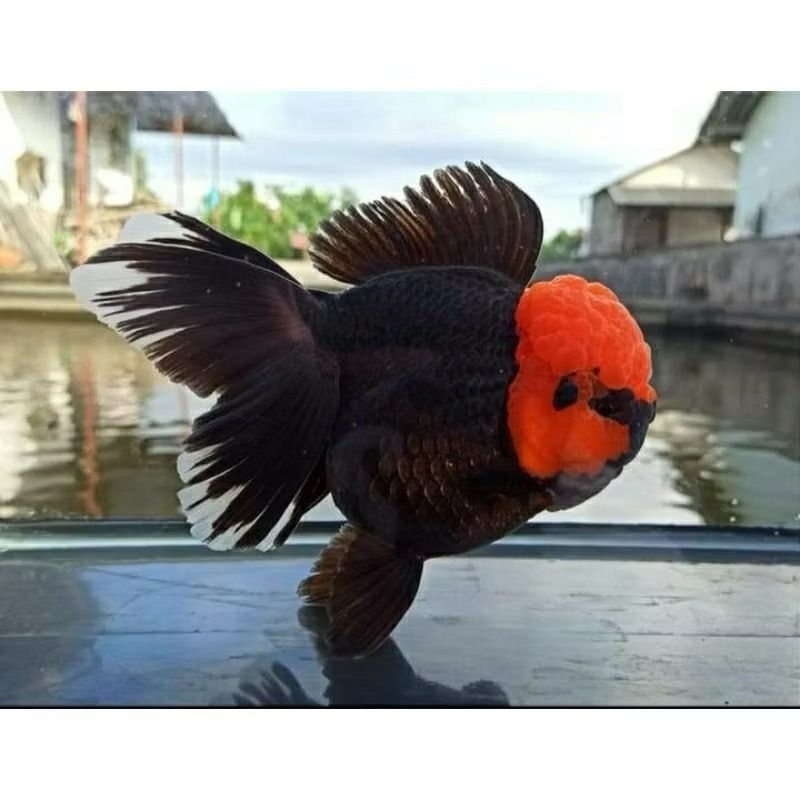 KOKI PANDA TANCHO SZ 8-10CM (TELUR AYAM)