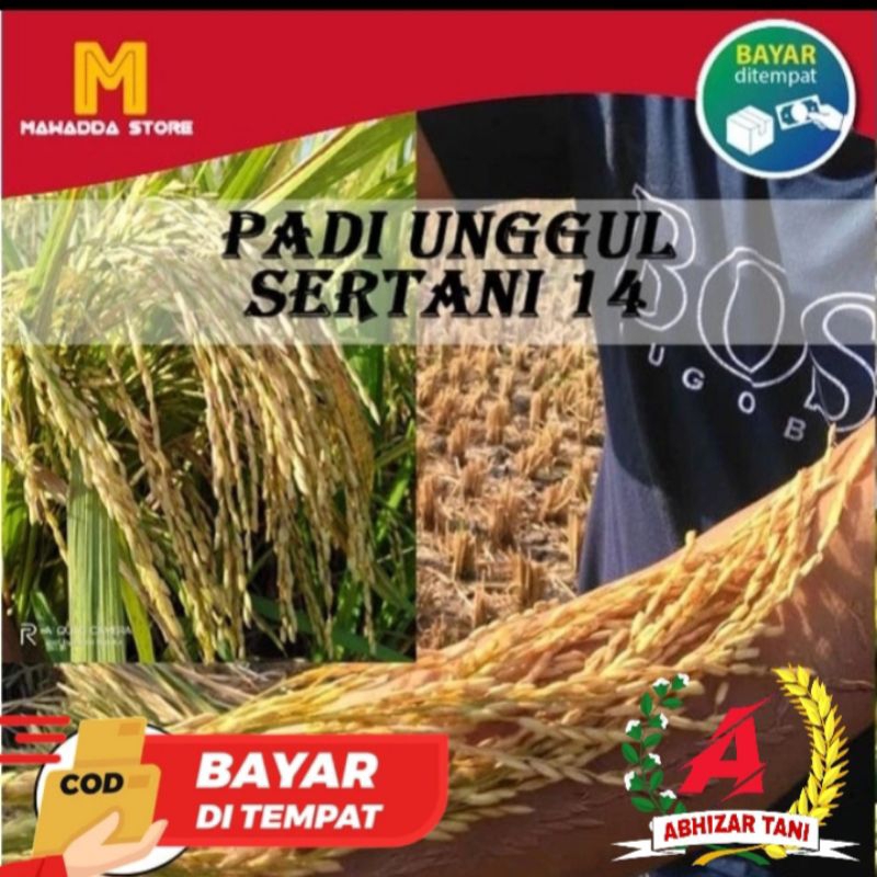 benih padi SERTANI 14 , kemasan 1kg