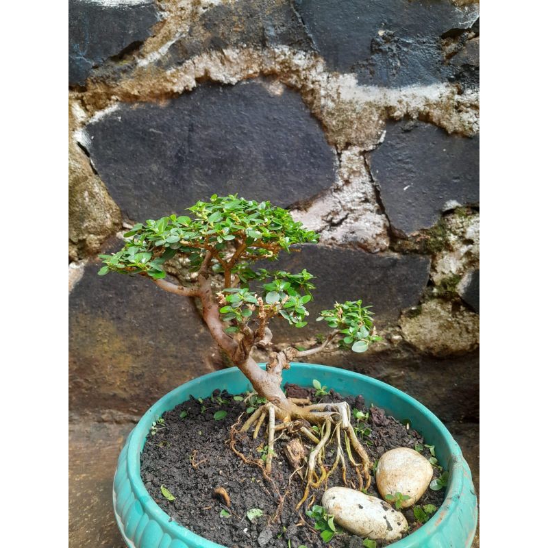 Bonsai mini pohon waru, sancang, beringin