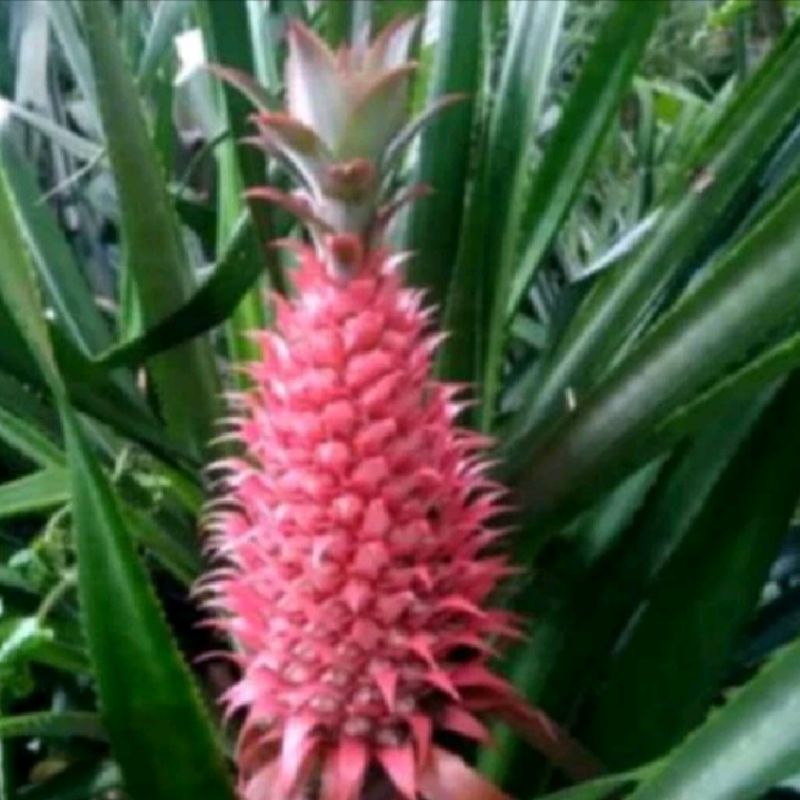 

promo buah nanas muda merah segar/ nanas hutan