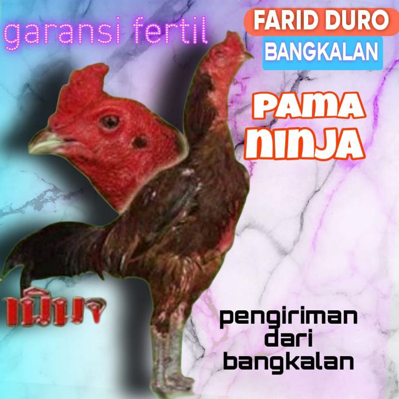 

Telur ayam PAMA fertil