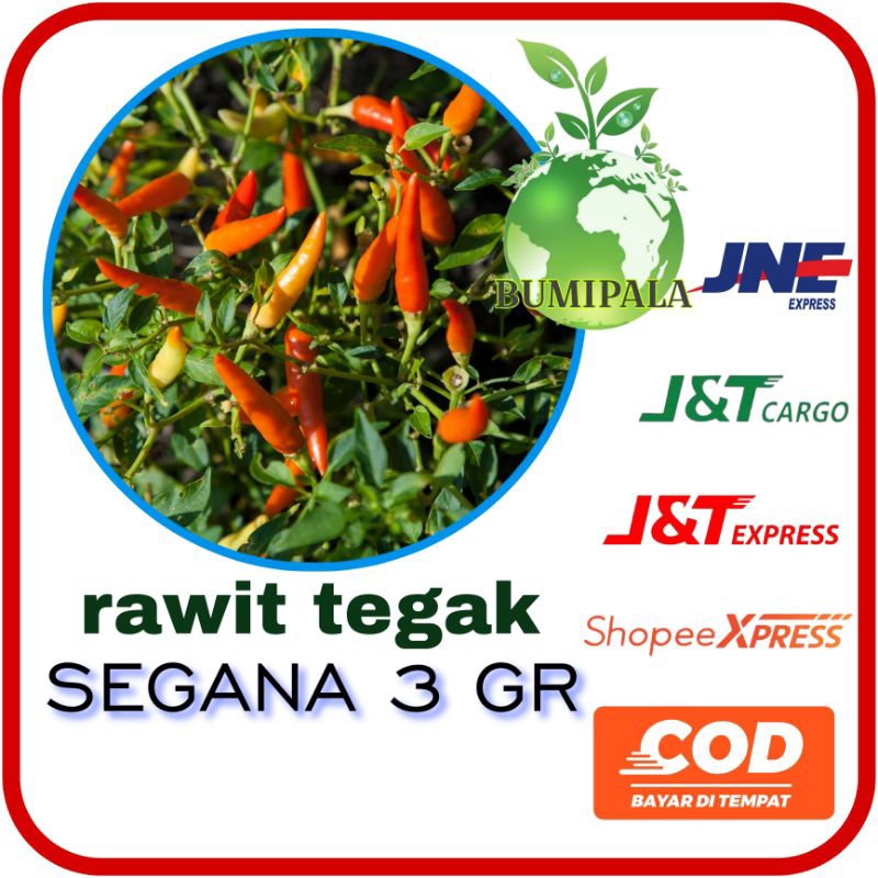 

Cabe rawit hijau tegak menyamping SEGANA 3g