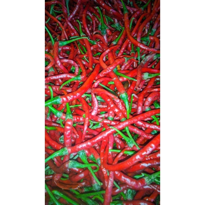 

came merah kriting 500 gram