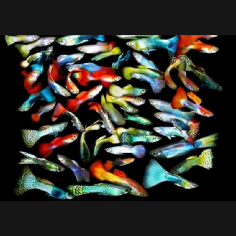 PAKET IKAN HIAS GUPPY MIX