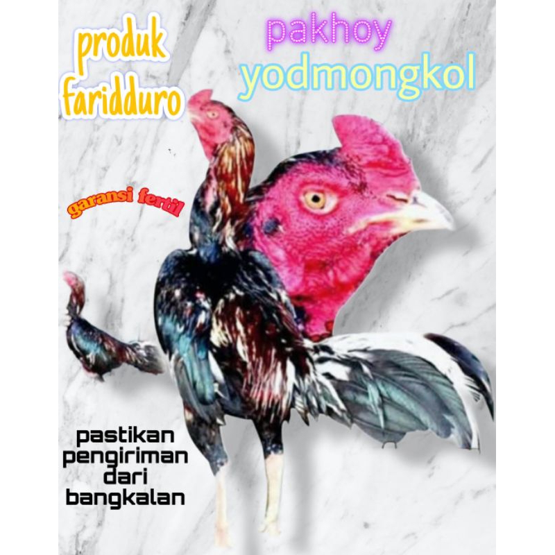 

Telur fertil ayam pakhoy YODMONGKOL GARANSI FERTIL