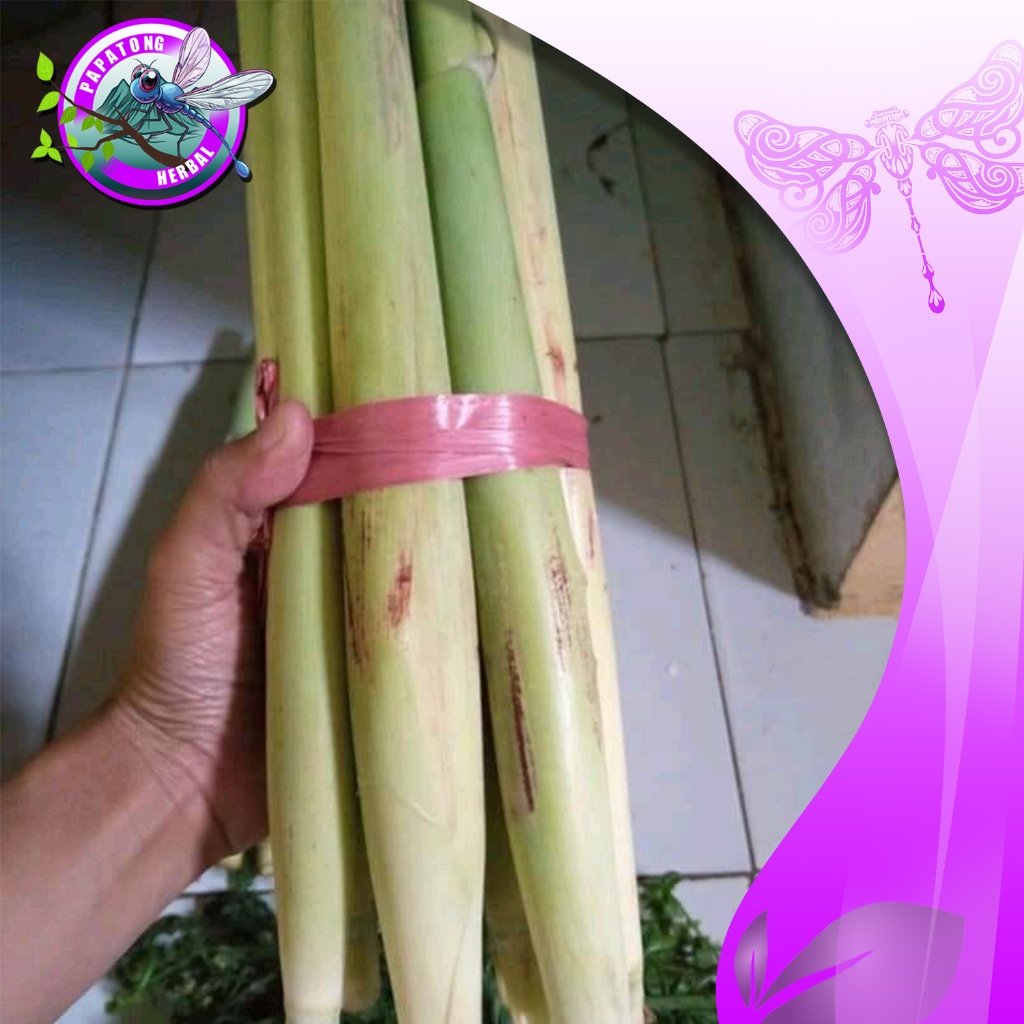 

TURUBUK SAYUR 1 IKAT FRESH - PAPATONG HERBAL