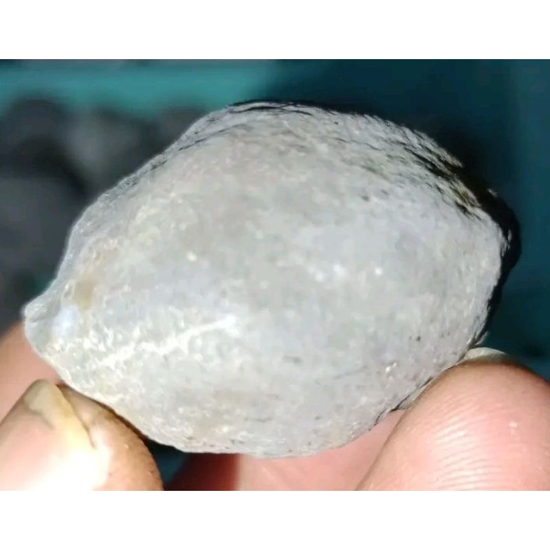 Muncang Aduan Jawa Arin