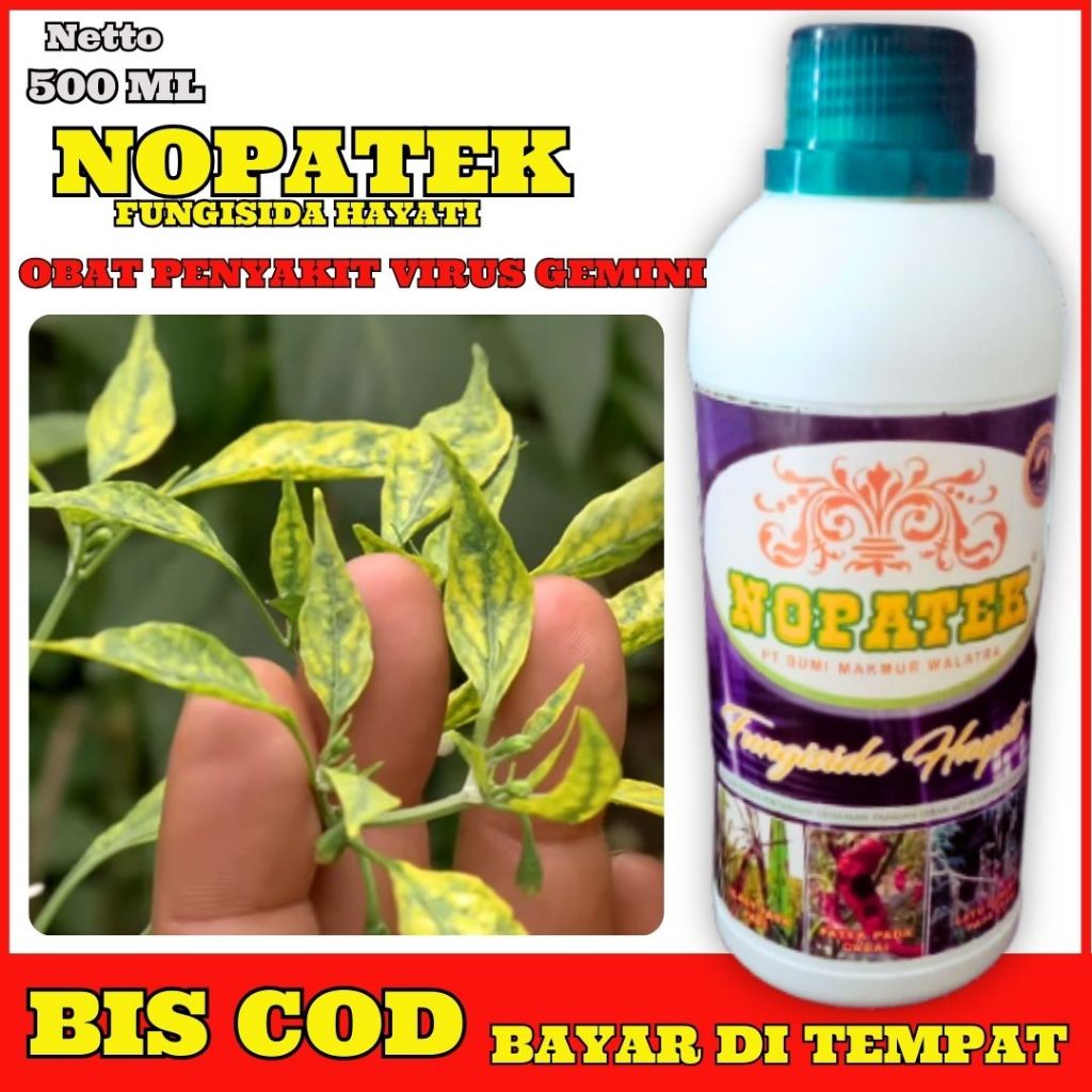 nopatek plus obat pencegah virus gemini daun kuning pada tanaman cabe, tomat dan terong