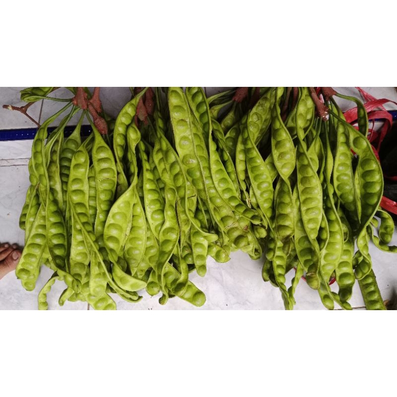 

PETAI BESAR 10 PAPAN