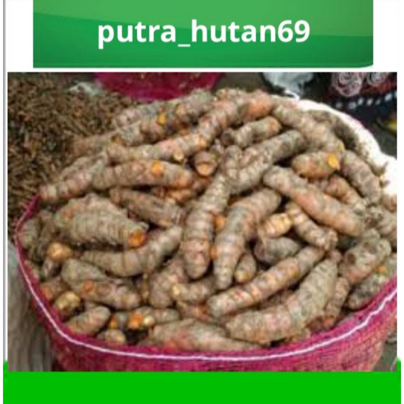 

KUNYIT FRESH 1KG