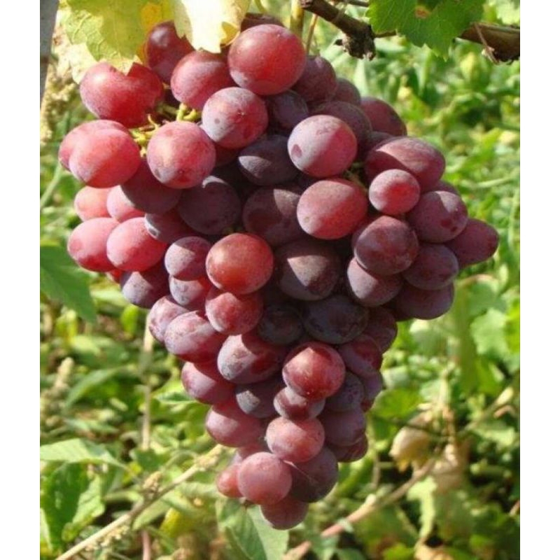

BIBIT TANAMAN ANGGUR IMPORT NINEL VALID