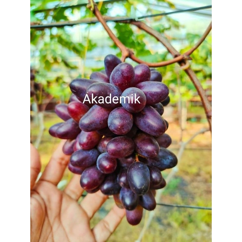 

anggur import akademik