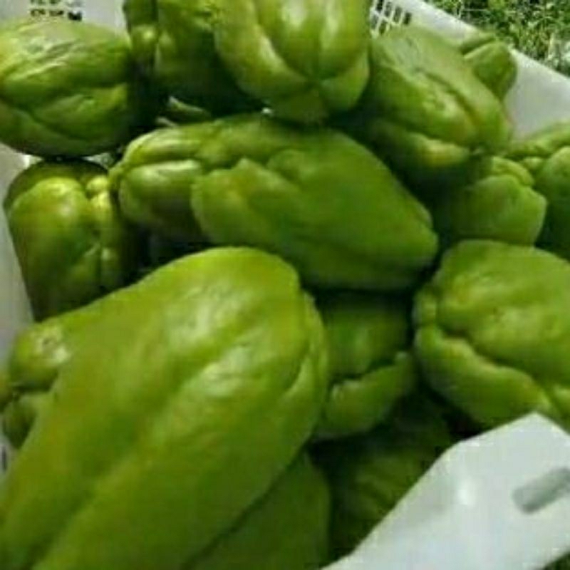 

labu siap besar berat 1kg