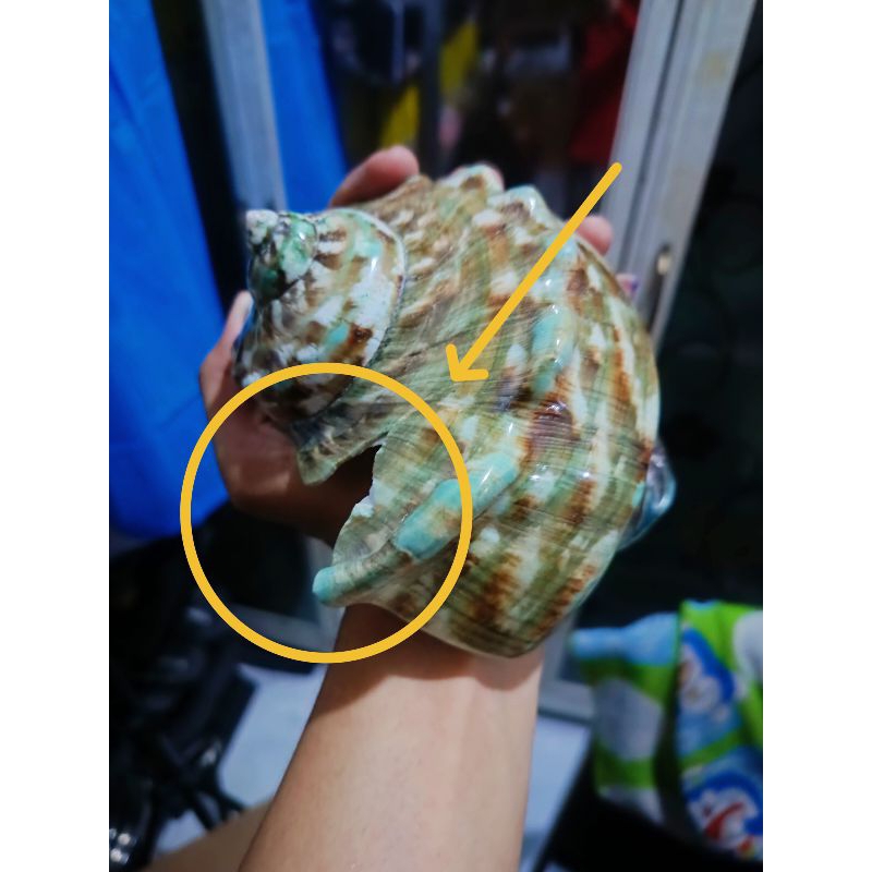 Minus Cangkang Jumbo Masih Bisa Dipakai Keong