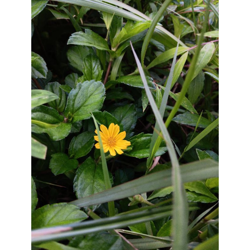 Bibit bunga Wedelia