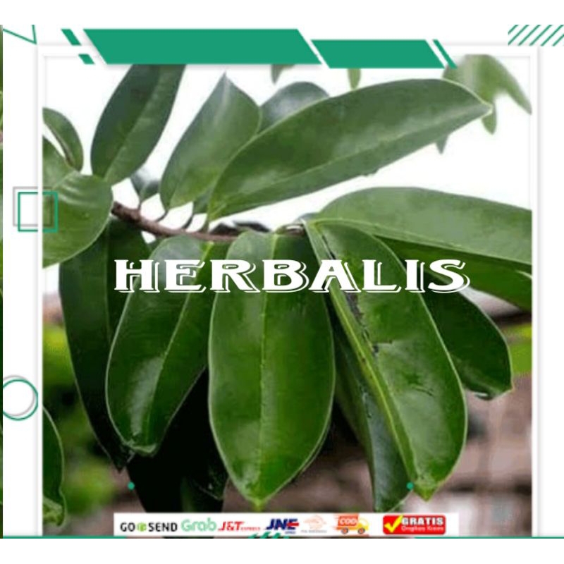 

100 Lembar daun sirsak segar organik murah