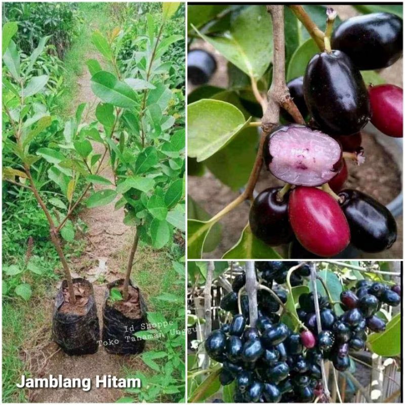 Tanaman buah jamblang juwet hitam