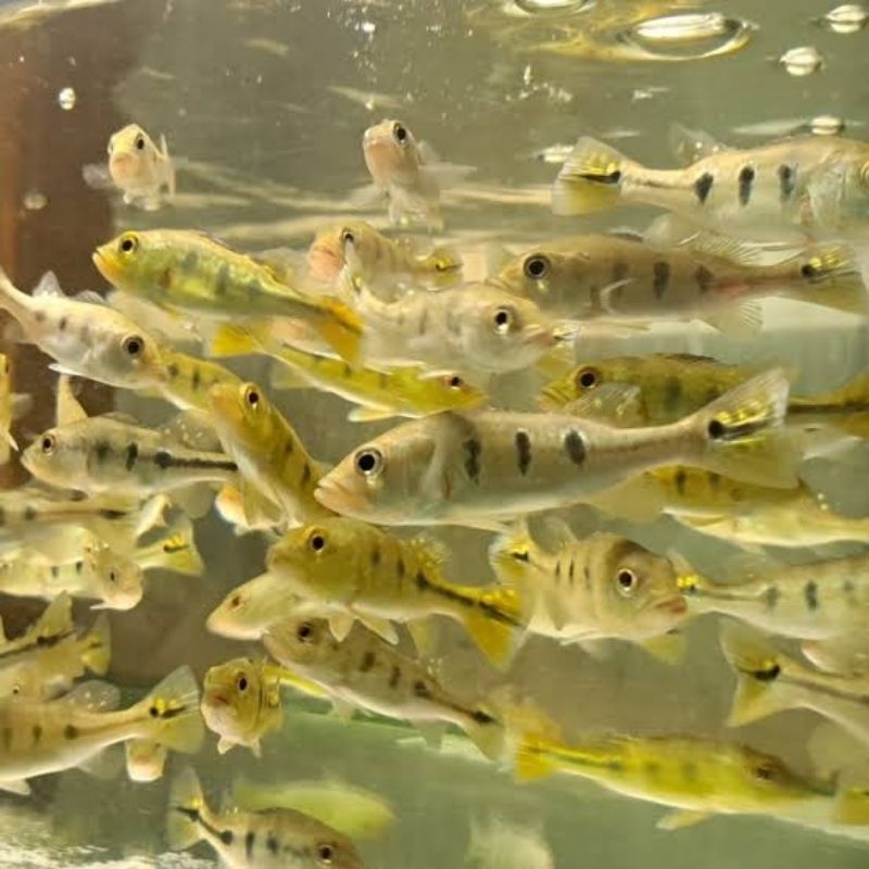 Pbass Monocolus Good Making | Pbass mono Size 10-11cm | Garansi