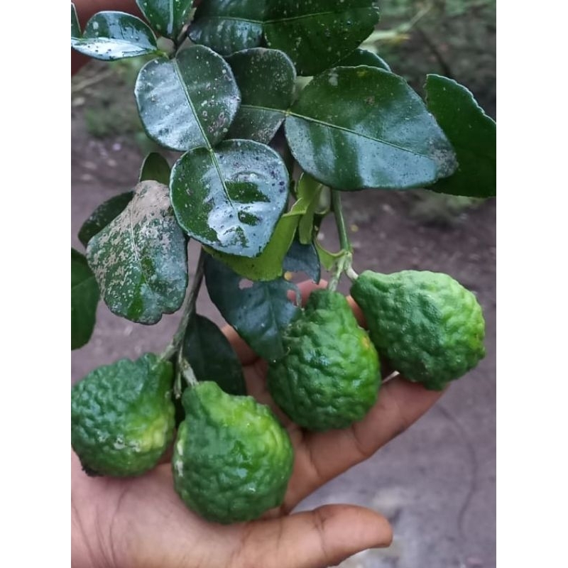 

Jeruk purut segar 500 gr jeruk purut asli