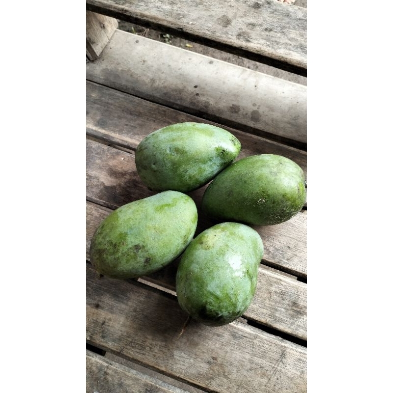 

Buah Mangga Haromanis