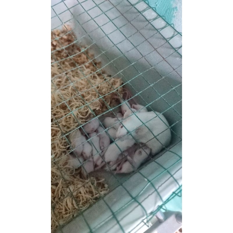 tikus putih /mencit
