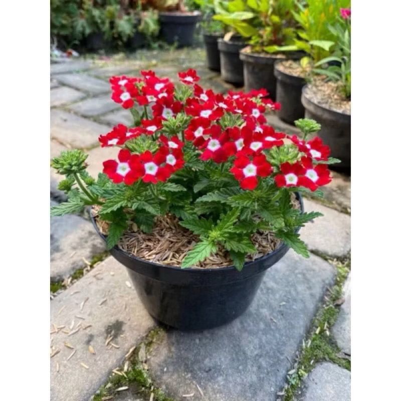 Bunga VERBENA - Tanaman Hidup Bunga Hias Verbena - Bunga Verbena Pentas