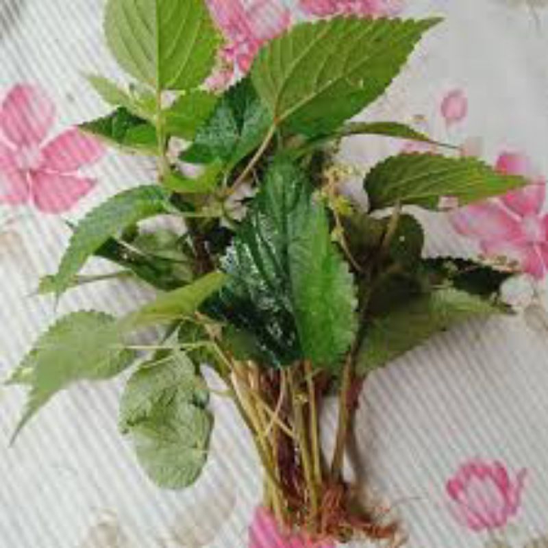 

daun pulus ayam segar 500 grm
