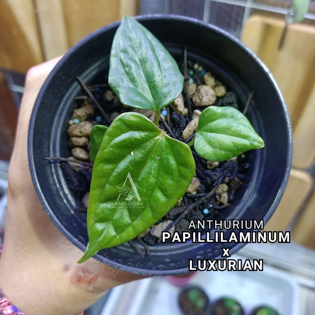 Anthurium Papillilaminum x Luxurian