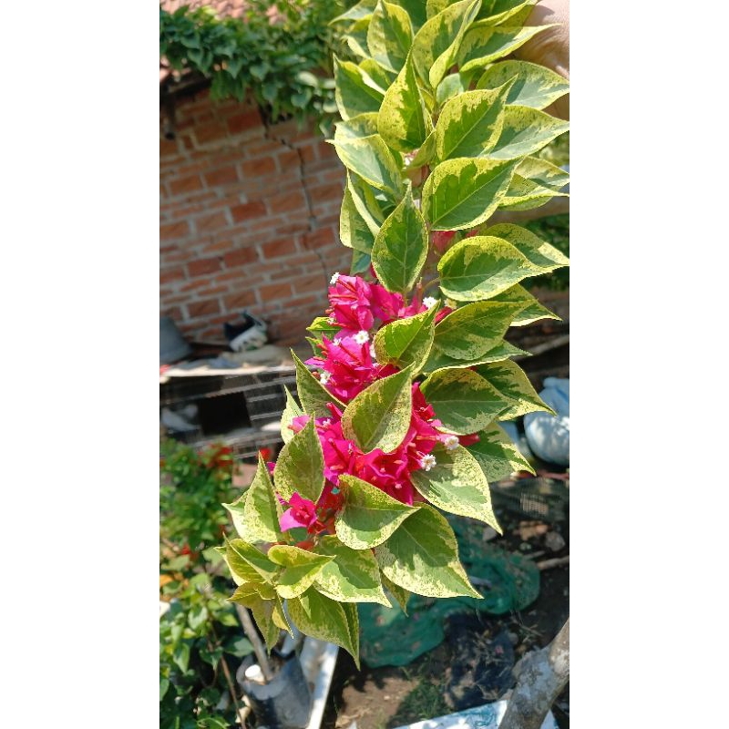 bibit bougenville sgp merah fanta varigata