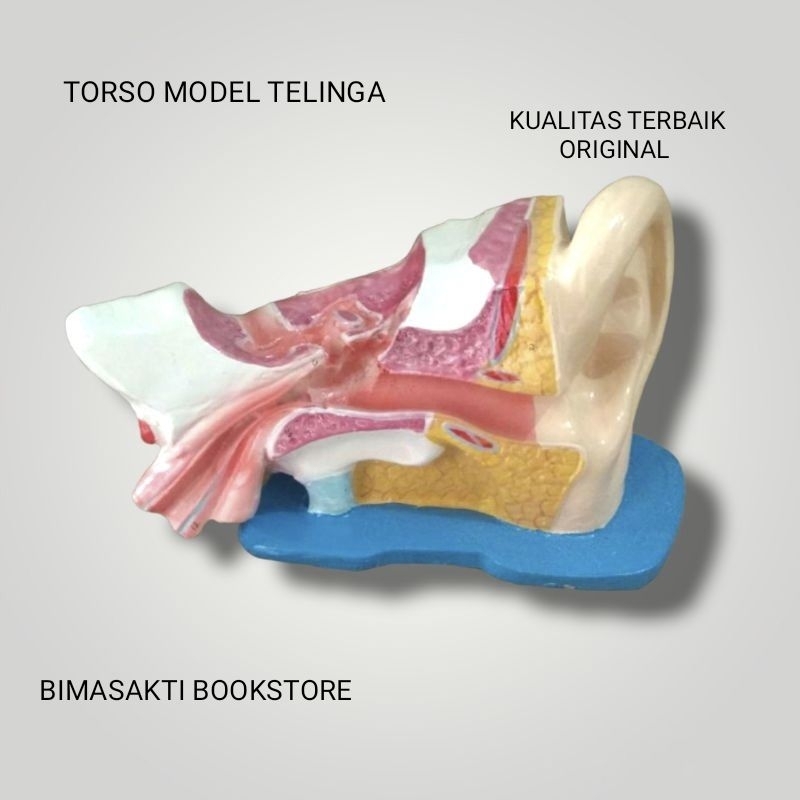 

TORSO MODEL TELINGA ALAT PERAGA PEMBELAJARAN PRAKTEK BIOLOGI IPA ORIGINAL