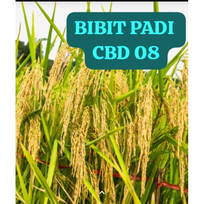 BIBIT PADI CBD 08                       Kemasan 1 Kg