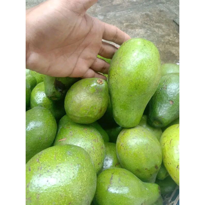 

alpukat mentega