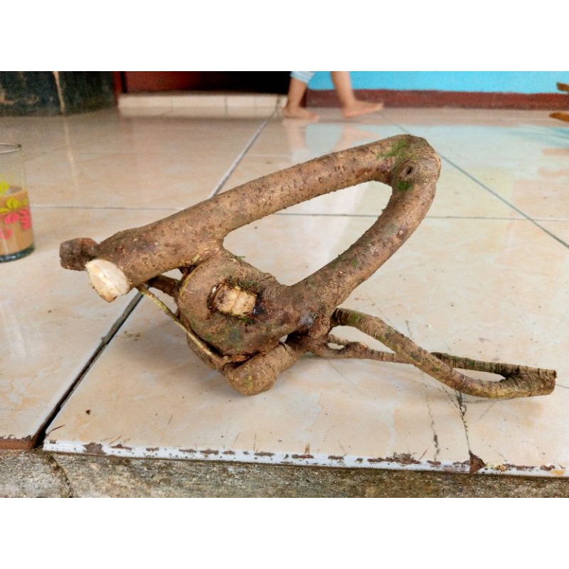 akar mimang alami asli