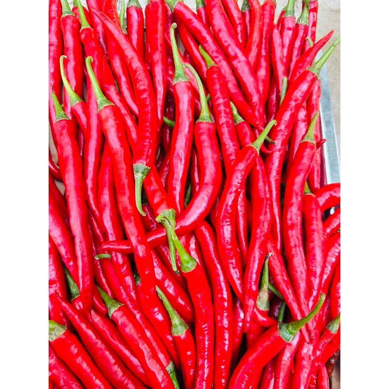 

CABE MERAH BESAR PREMIUM ( berat 500 gram )