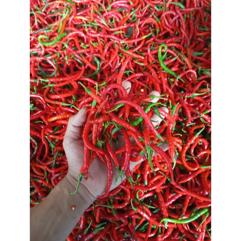 

cabai kriting jaminan fress