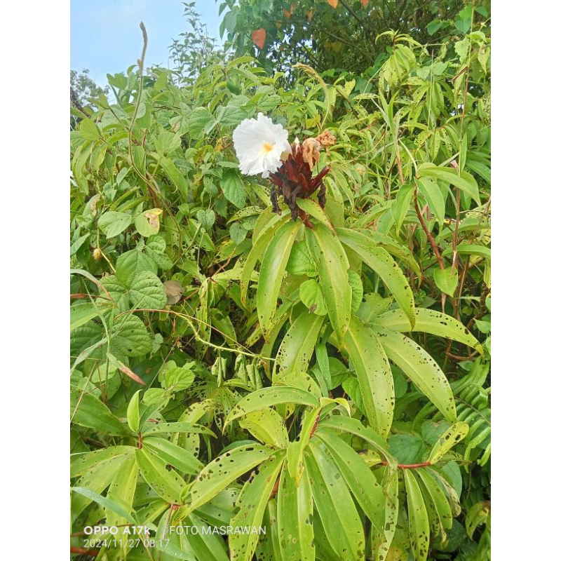 

Daun Pacing Segar 1kg