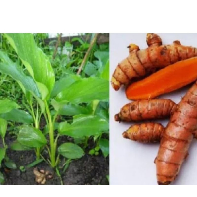 Bibit kunyit sayur organik