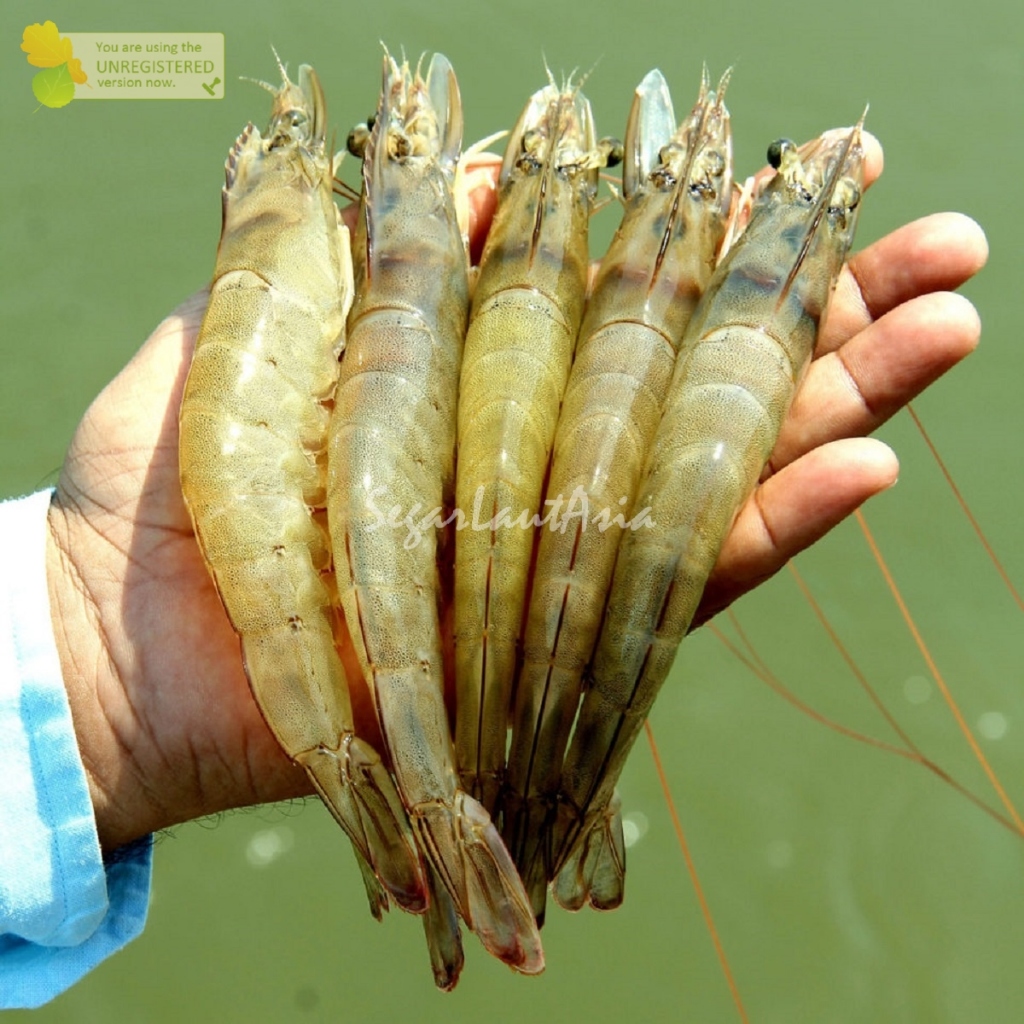 

Udang Vaname Segar Udang Vaname Utuh 30-35Ekor Seafood Udang Segar 1Kg