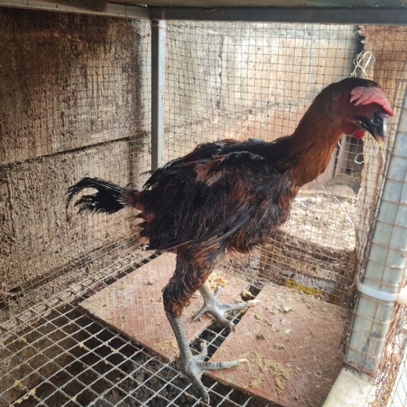 anak ayam pelung jantan