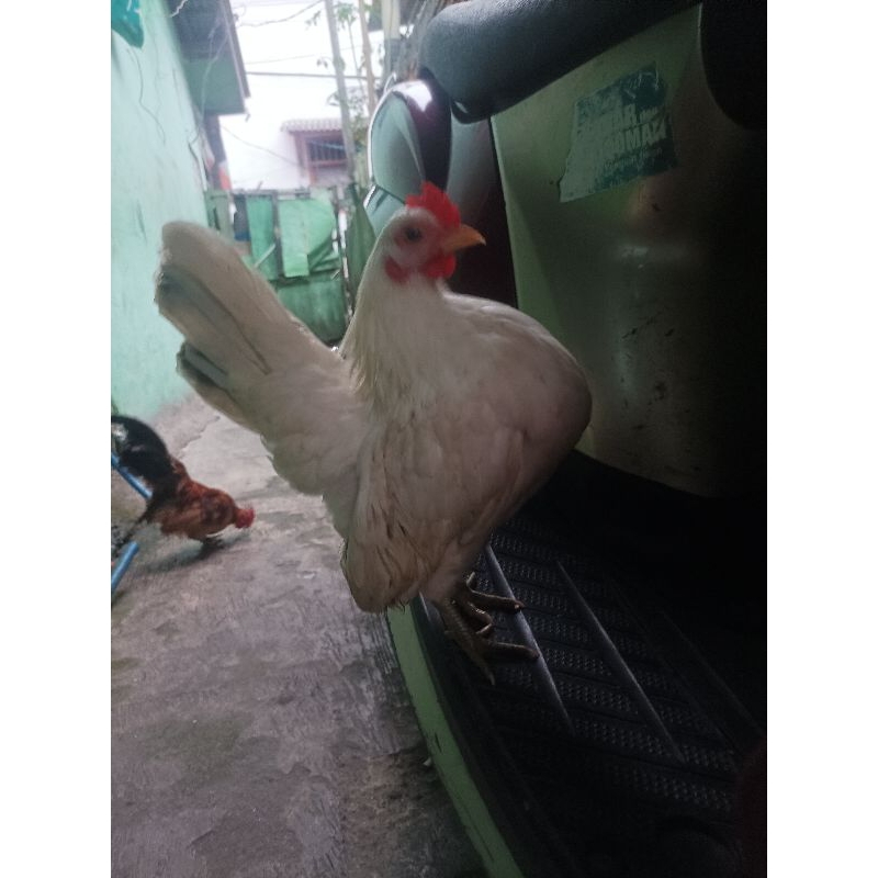 Ayam serama Betina Warna putih trah murni (bukan silangan kate)