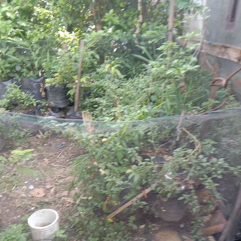 

Cabe Rawit Pedas Cabe Rawit