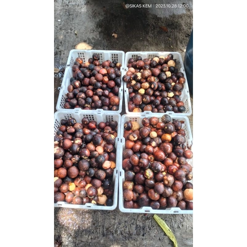 

Biji Alpokat fresh paket 1kg